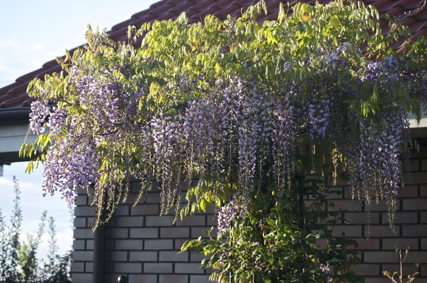 Glicynia wyprowadzona na pniu zdobi majowy ogród parasolem z kwiatów
