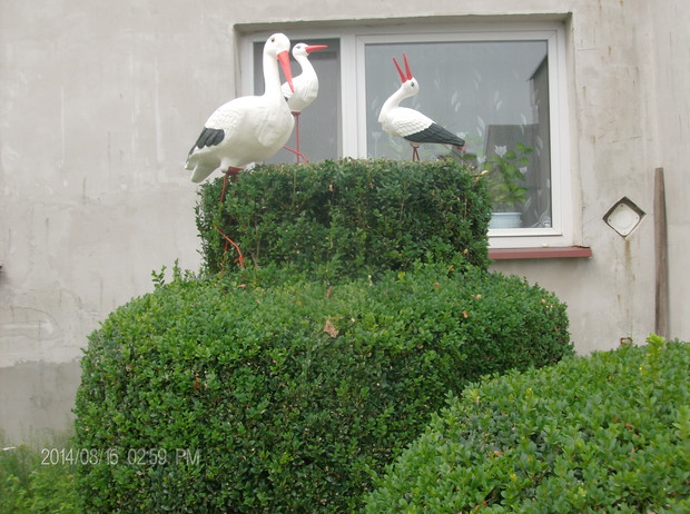 GNIAZDO BOCIANIE Z 30-TOLETNICH BUKSZPANOW