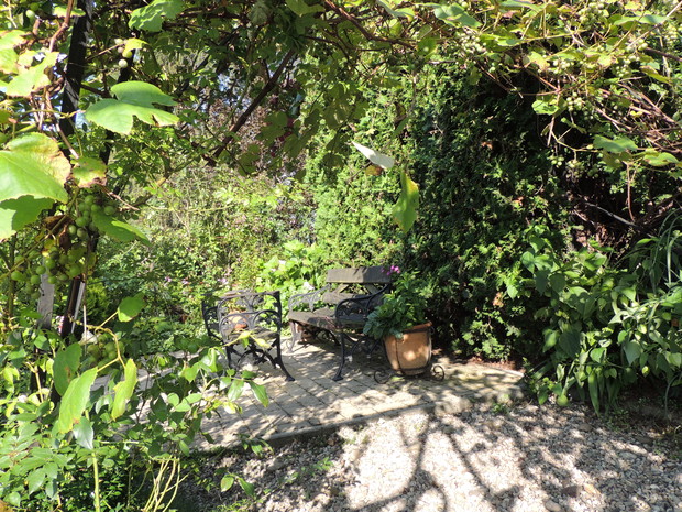 Gra świateł w winnicy