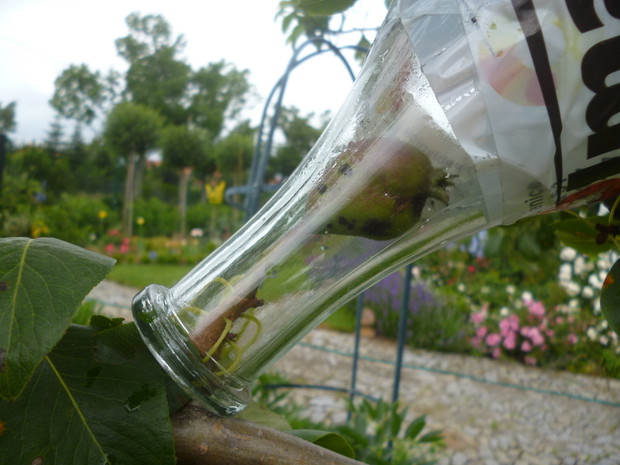 Gruszka hodowana w butelce z przeznaczeniem na nalewkę:) w tle przedogródek