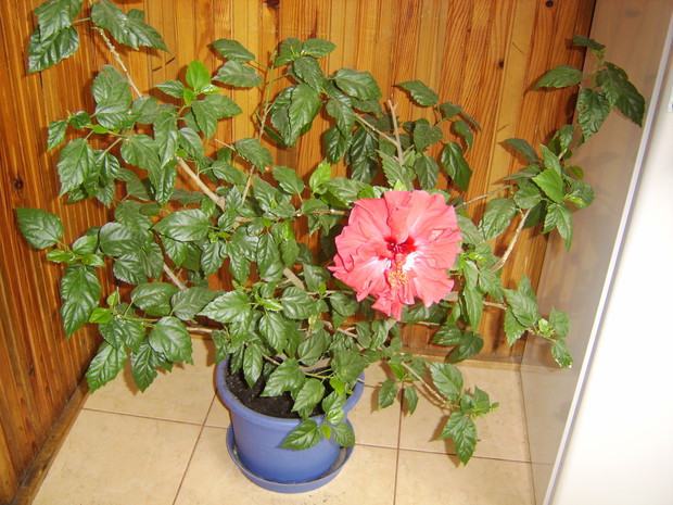Hibiskus.