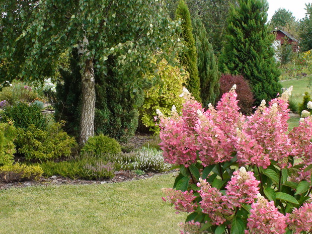 Hortensja bukietowa, bezproblemowa piękność.