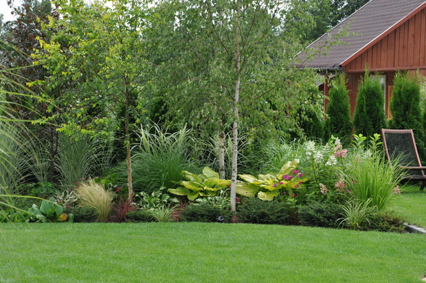 hosty i trawy  w cieniu brzóz cieszą mnie latem, wiosną w tym miejscu jest rzeka fioletowo różowych tulipanów,  białych krokusów i fioletowych irysów