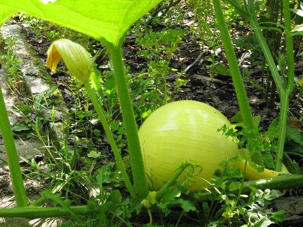i kolejna dynia :) W tym roku znalazła miejsce w szklarni,kiedy zaczęła rosnąć to uciekła w dwie strony ze szklarni : )
