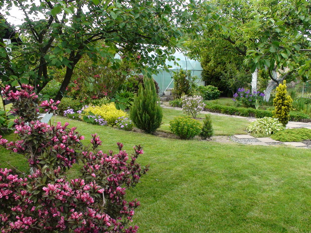 .....i krzewuszka pięknie zakwitła.