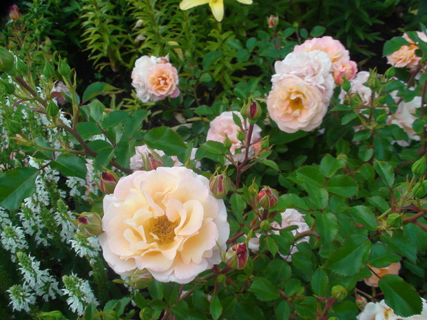 .... i znowu róże tym razem z białą szałwią.