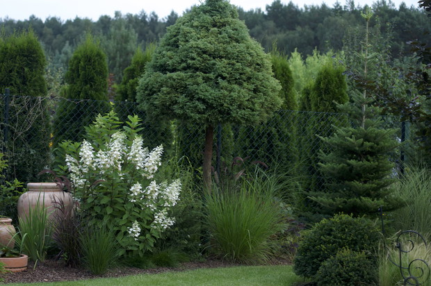 Iglaki stanowią ramy ogrodu - dzięki nim rabaty mają ciekawy wygląd cały rok