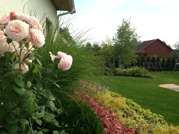 jedna z angielskich róż