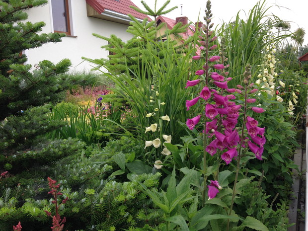 jedna z odsłon bylinowej rabaty