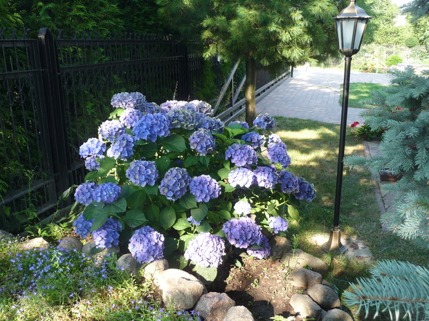 Jej mość hortensja 