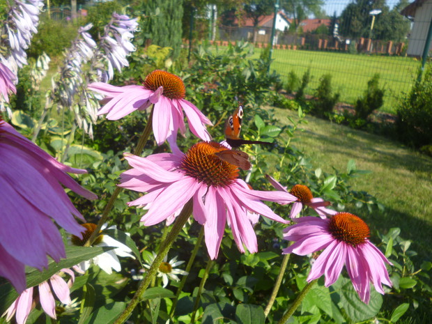 Jeżówki z motylkiem