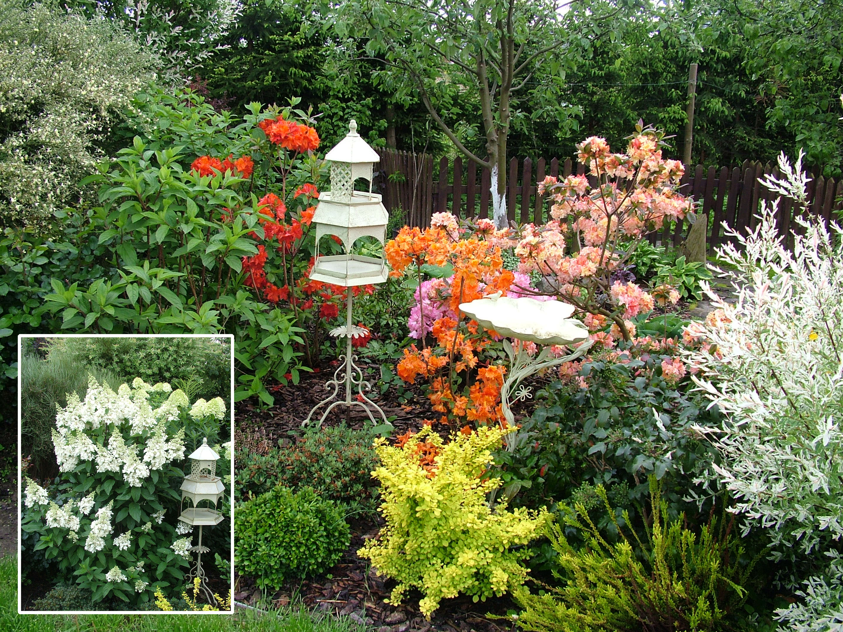 Kącik azaliowy, nieco później kwitną tutaj hortensje bukietowe Limelight i Pinky Winky