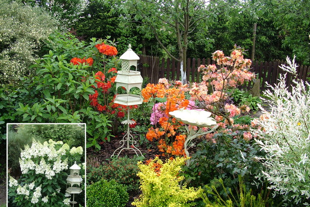 Kącik azaliowy, nieco później kwitną tutaj hortensje bukietowe Limelight i Pinky Winky