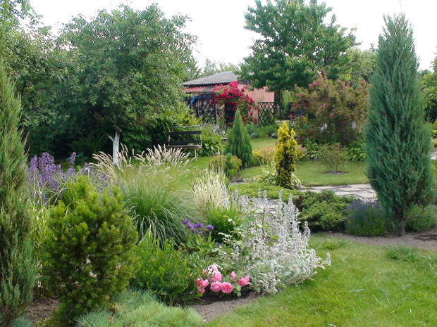 Kącik z trawami uzupełniają róże i czyściec wełnisty.