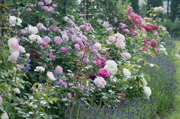 Kaskady kwiatów w czerwcu zdobią okolice tarasu