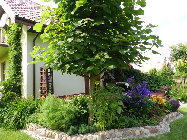 Katalpa, która pełni rolę ochronnego parasola przed słońcem dla innych roślin.