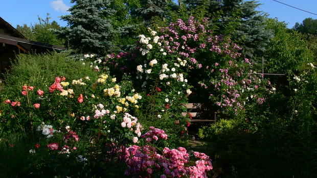 Kawa najlepiej smakuje pod różanym łukiem