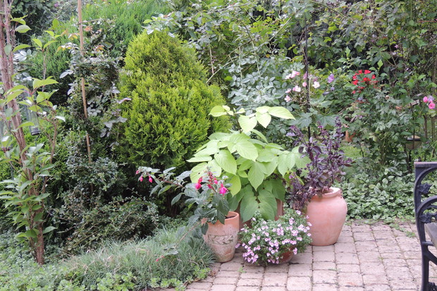 Kolorowe liście zawsze wyglądają pięknie!