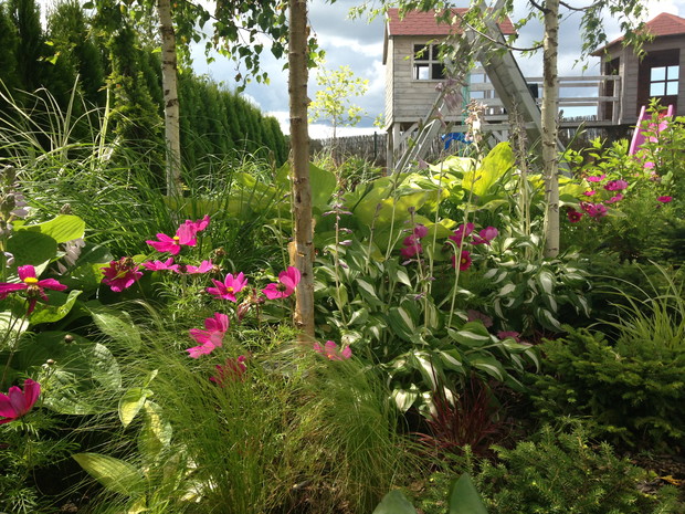 kosmosy wśród host i zwiewnej stipy