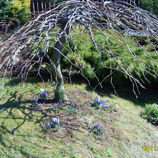 KROKUSY POD PARASOLEM