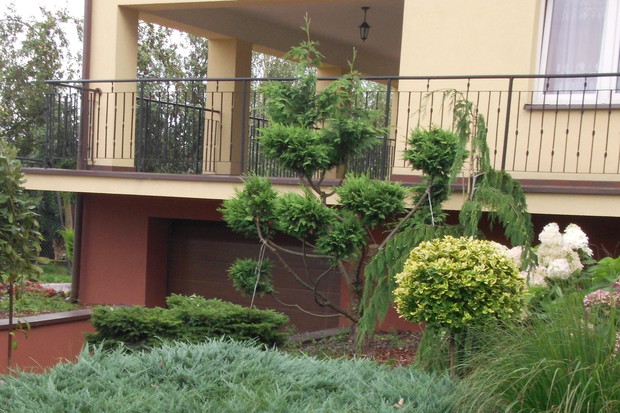 Krzewy w przedogródku