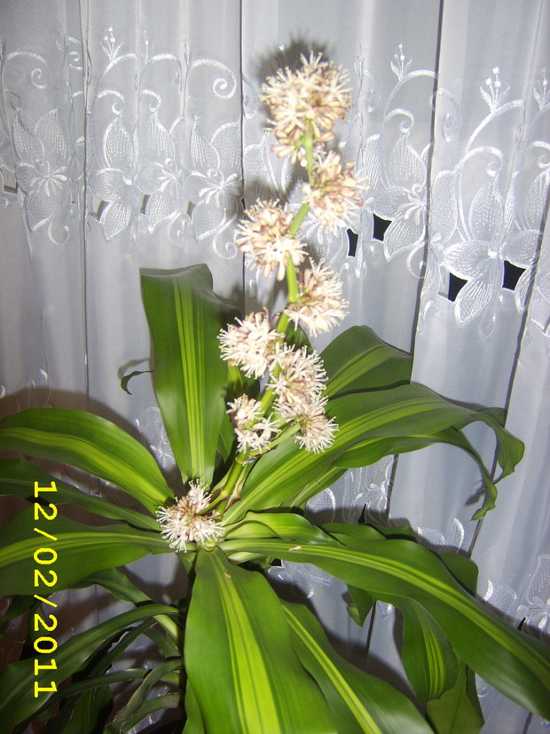 Kwiat wieczorem pachnie wanilią.