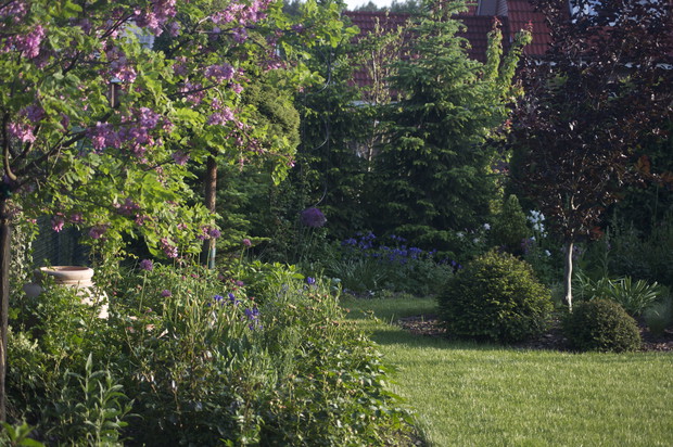 Kwitnąca robinia wprowadza odrobinę koloru na zielone rabaty - powtarza kwitnienie kilka razy w roku!