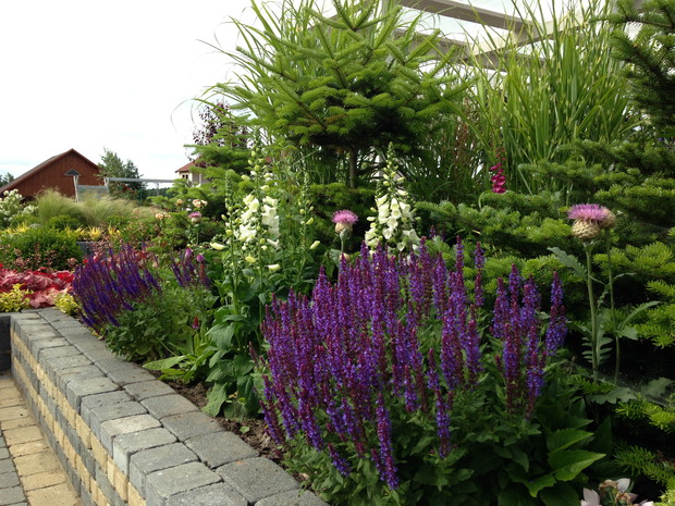 latem na tej rabacie królują byliny, dużo bylin. Wiosną różowe tulipany i fioletowe czosnki ozdobne