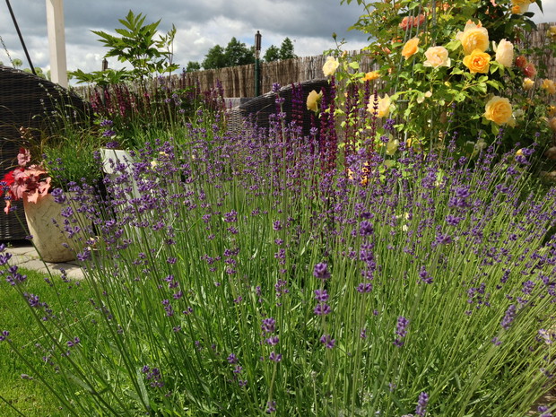 lawenda i róża Thomas