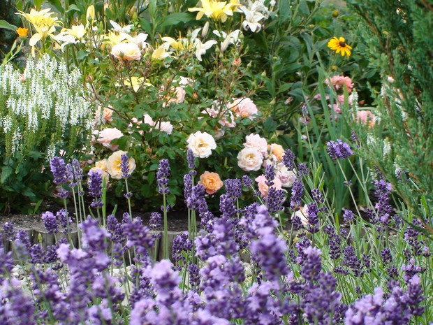 Lawenda to znakomite towarzystwo.