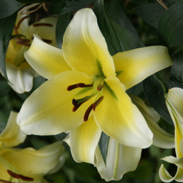 Lilia drzewiasta Big Brother