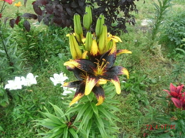 Lilie w różnych odmianach i kolorach kwitną po piwoniach a zaraz po nich dalie