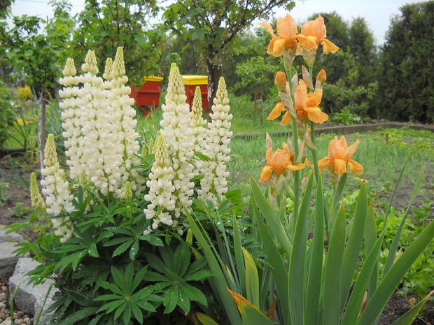 Łubiny i irysy w kroplach deszczu. 