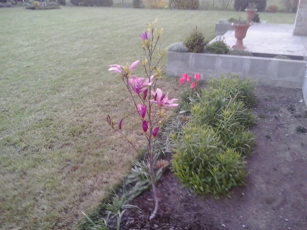 Magnolia drugi rok.