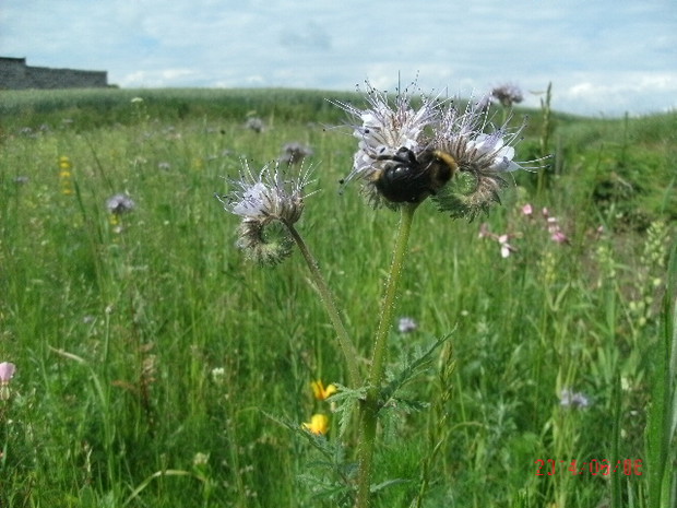 maleńki fragment kwietnej łąki i jej częsty gosc