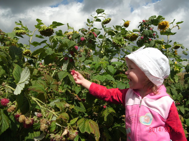 Malinki te prosto z krzaczka smakują najlepiej