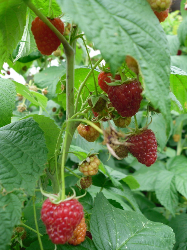 Maliny prosto z krzaczka smakują najlepiej:)