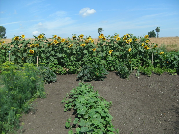 Mały fragment warzywnika