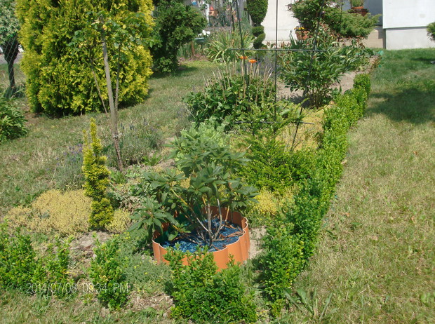 MALY ZYWOPLOT Z BUKSZPANOW