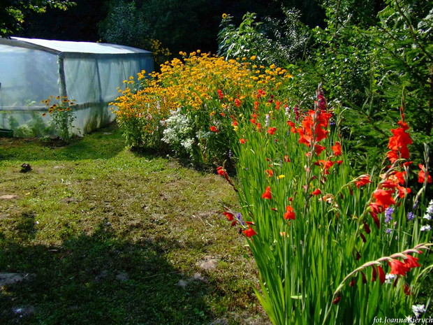 Mieczyki... kiedyś zaczęłam liczyć przy sadzeniu cebulki... ale po setnym zwątpiłam... bo nie byłam nawet w połowie ;)