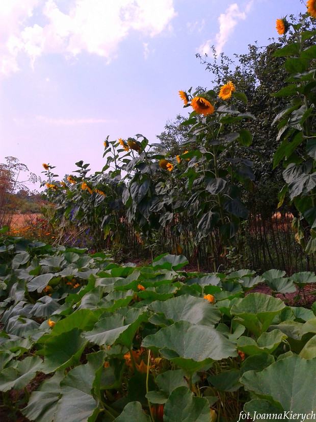 Między sadem a ogrodem warzywnym...