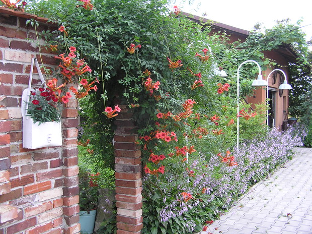 Milin jako silne pnacze  kontrast czerwieni i zieleni w towarzystwie funkji - pnie się po murku ozdobnym  ze starej cegły.