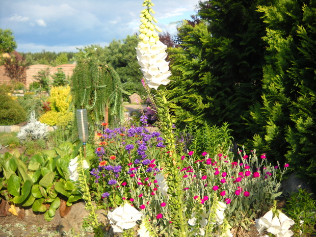 Modrzew  w otoczeniu bergenii i firletek.