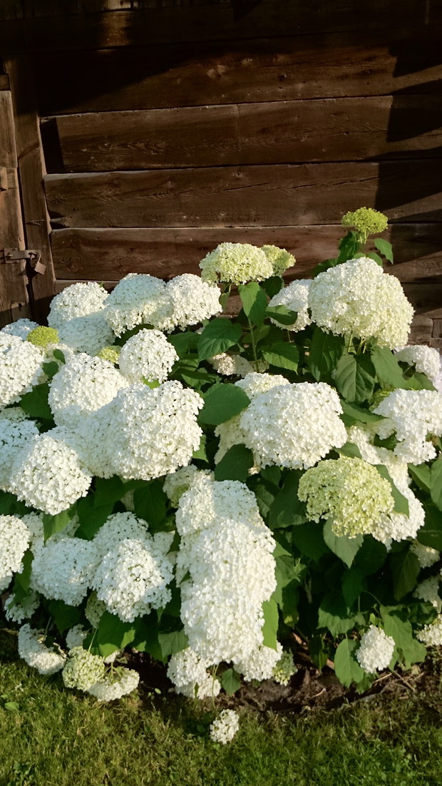 "Moja królowa lata" - Hydrangea arborescens 'Annabelle'