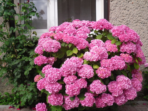 Moja tegoroczna pieknosc