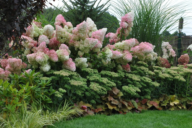 moja ulubiona Vanilla Fraise podsadzona rozchodnikiem i żurawkami. Dla odmiany tą rabatę wiosną zdobią łany pomarańczowych i purpurowych tulipanów oraz białych czosnków , które są jak wielkie białe dmuchawce