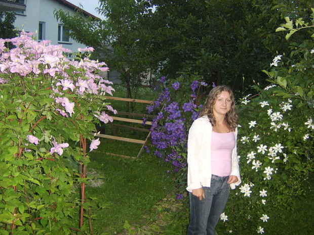 Moje powojniki kwitną pięknie co roku.