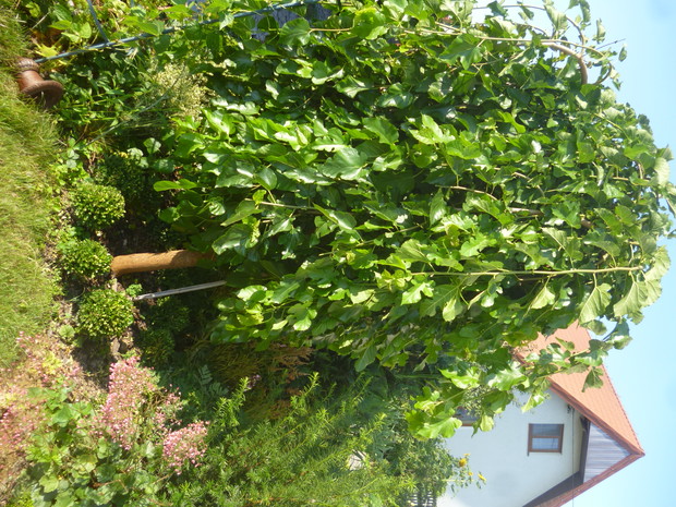 Morwa szczepiona, płacząca