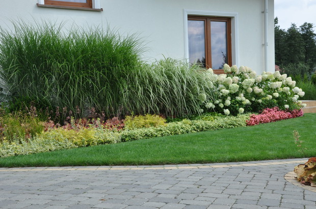 na najbardziej nasłonecznionej rabacie za domem poza hortensjami Limelight wdzięczą się miskanty kolorowe plamy żurawek, trzmieliny, runianka japońska i begonie. Niby zestawienie do cienia a u mnie aż kipi  :)