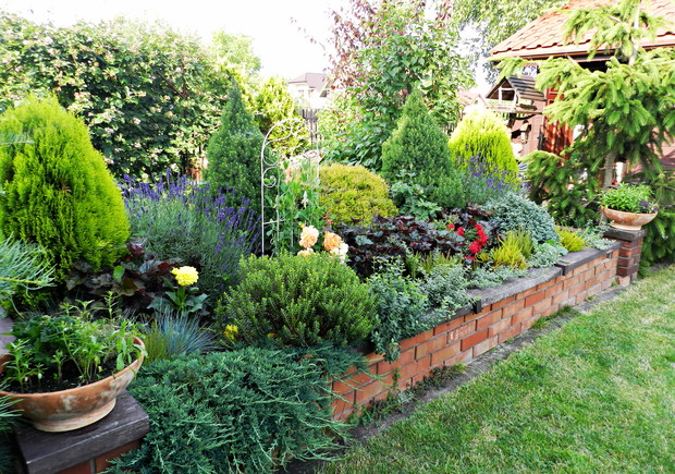 Na podniesionej rabacie kwitną najpierw lawendy, później żurawki i groszek pachnący. 